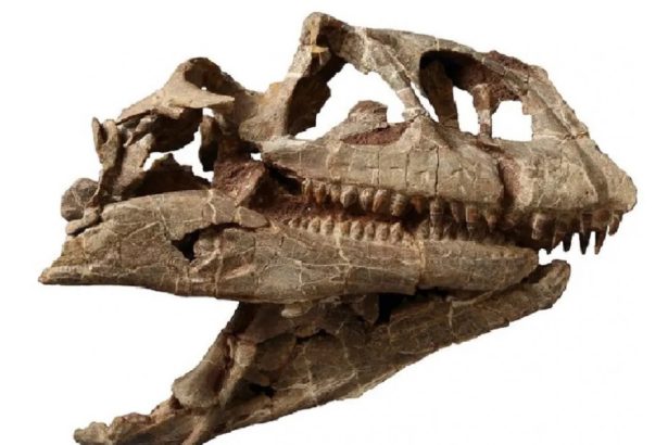 craniul enorm al unui dinozaur dintr o specie necunoscuta care a trait acum 200 de milioane de ani a fost descoperit in china 6786511d1c46e