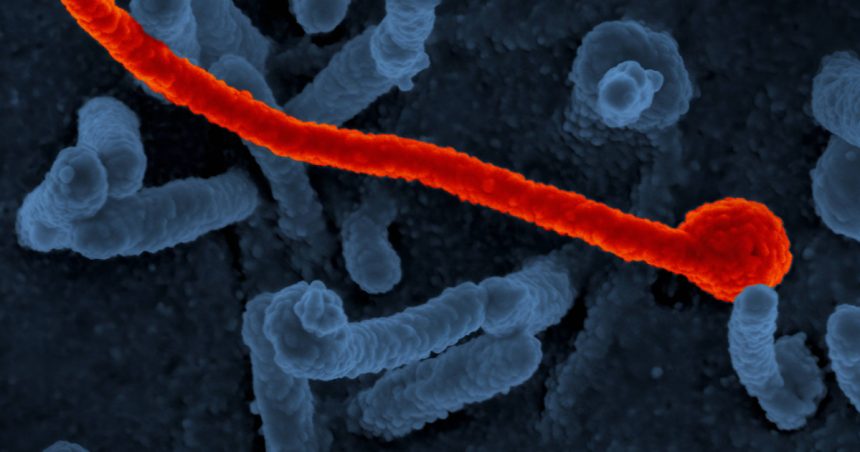 epidemie de ebola in estul africii un focar de imbolnaviri a izbucnit in uganda 679b9cb63489a