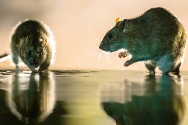 inmultirea masiva a sobolanilor una dintre problemele urbane cauzate de incalzirea globala arata un studiu 679d33522ee2a