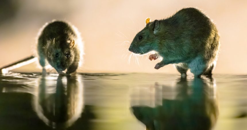 inmultirea masiva a sobolanilor una dintre problemele urbane cauzate de incalzirea globala arata un studiu 679d33522ee2a
