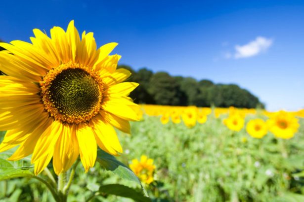 romania este acuzata ca sfideaza interdictia ue cu privire la pesticidele interzise a acordat derogari ilegale 677ff56ea4ada