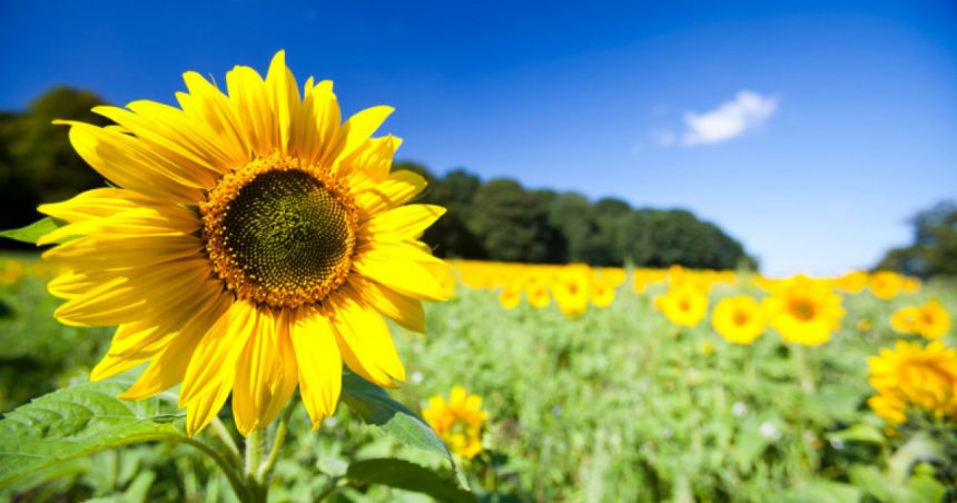 romania este acuzata ca sfideaza interdictia ue cu privire la pesticidele interzise a acordat derogari ilegale 677ff56ea4ada
