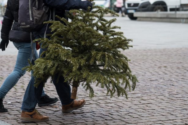 unde se arunca brazii de craciun dupa sarbatori primariile din bucuresti si din tara au anuntat amenzi pentru nerespectarea regulilor 677e40842e926