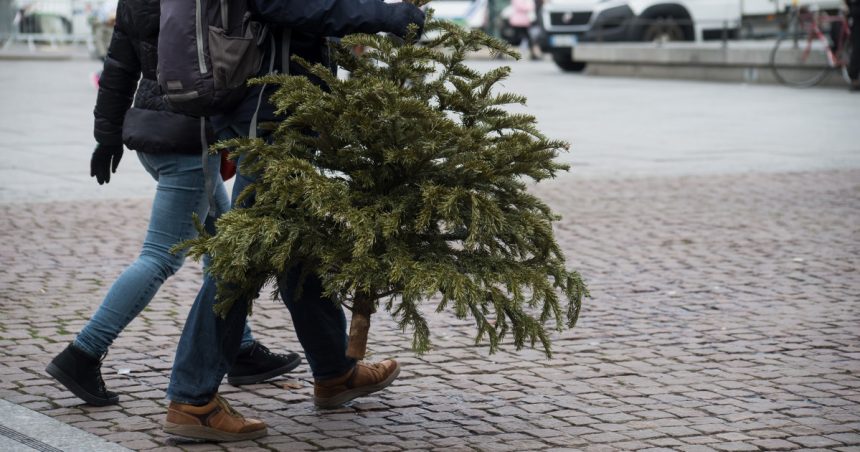 unde se arunca brazii de craciun dupa sarbatori primariile din bucuresti si din tara au anuntat amenzi pentru nerespectarea regulilor 677e40842e926