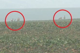 video animalele salbatice fac prapad in cautare de hrana zeci de hectare de rapita si grau din iasi distruse de turmele de caprioare 679c59585abba