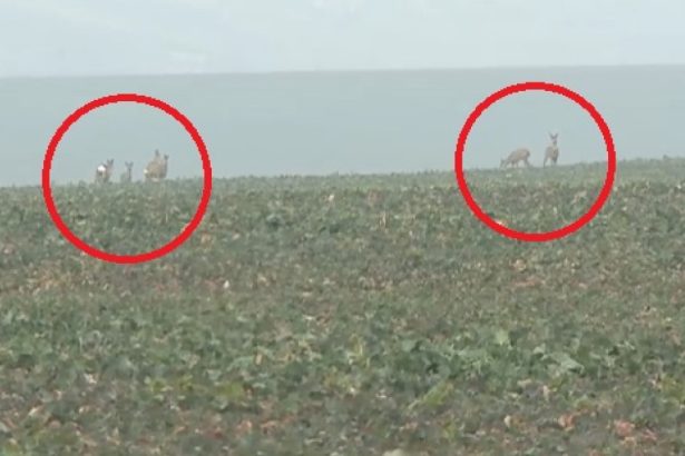 video animalele salbatice fac prapad in cautare de hrana zeci de hectare de rapita si grau din iasi distruse de turmele de caprioare 679c59585abba