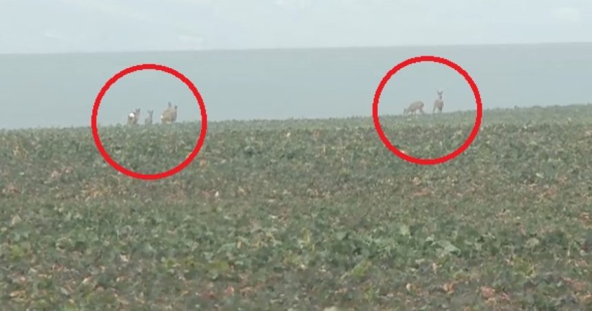 video animalele salbatice fac prapad in cautare de hrana zeci de hectare de rapita si grau din iasi distruse de turmele de caprioare 679c59585abba