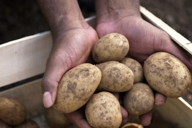 video suprafata cultivata cu cartofi in romania s a injumatatit iar productia a atins cel mai mic nivel cum explica specialistii situatia 67975be911bf9