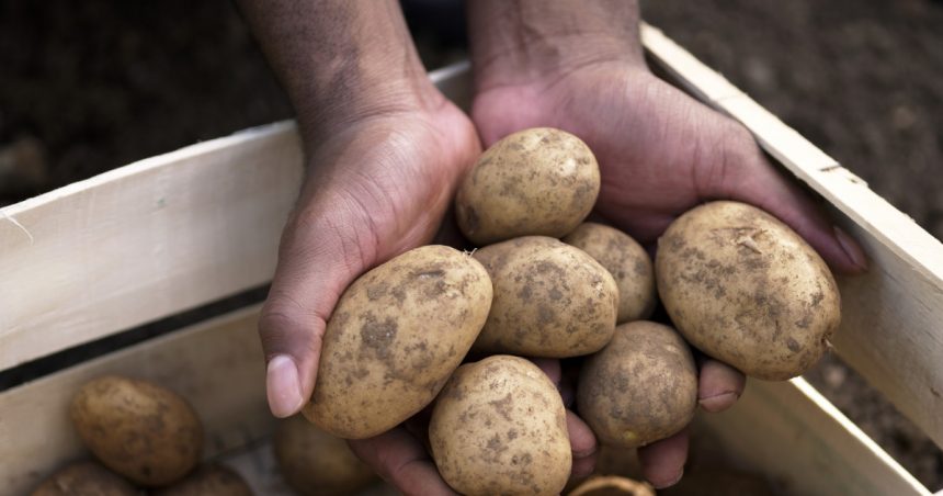 video suprafata cultivata cu cartofi in romania s a injumatatit iar productia a atins cel mai mic nivel cum explica specialistii situatia 67975be911bf9