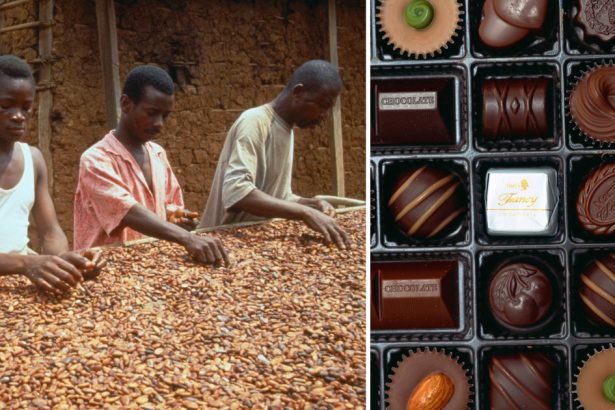 cea mai mare criza de cacao din ultimii 60 de ani cum influenteaza incalzirea globala ziua indragostitilor dar si alte sarbatori 67ade063d8d66