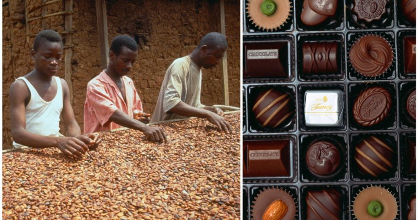 cea mai mare criza de cacao din ultimii 60 de ani cum influenteaza incalzirea globala ziua indragostitilor dar si alte sarbatori 67ade063d8d66
