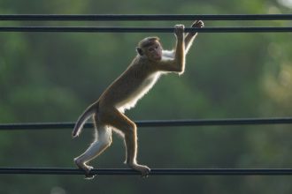 cum a reusit o maimuta sa provoace o pana generalizata de curent in sri lanka 67a8ac08b2033