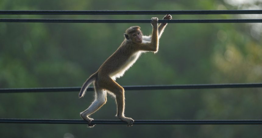 cum a reusit o maimuta sa provoace o pana generalizata de curent in sri lanka 67a8ac08b2033