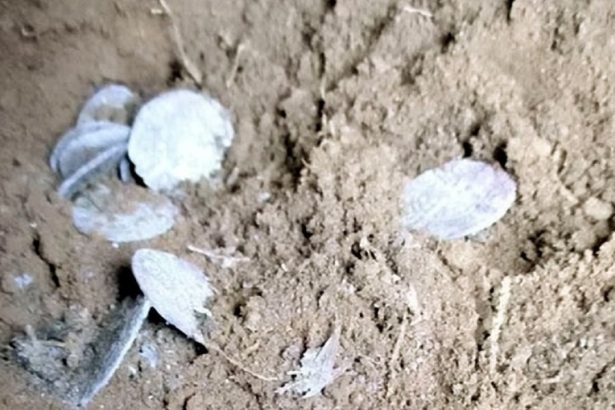 doi scotieni au gasit o comoara din secolul xv cu detectorul de metale o descoperire pe care o poti face o data in viata 67b5f27902e1d
