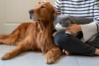 frauda de 150 000 de euro cu animale de companie inexistente o grupare spaniola a fost arestata dupa pacalirea a peste 100 de oameni 67a357fa09026