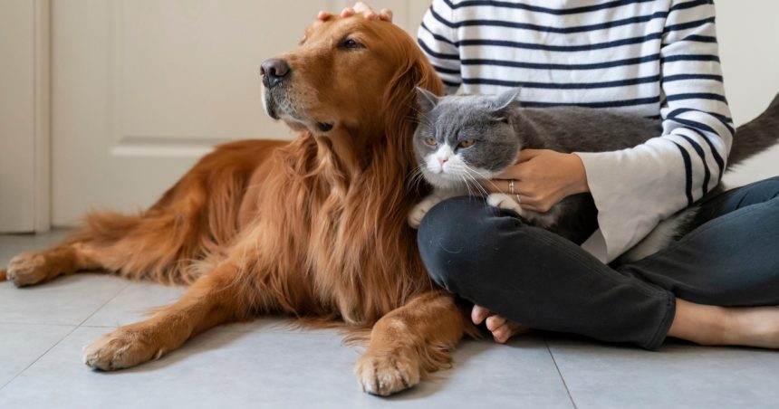 frauda de 150 000 de euro cu animale de companie inexistente o grupare spaniola a fost arestata dupa pacalirea a peste 100 de oameni 67a357fa09026