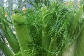planta supranumita sedativ natural te relaxeaza si te ajuta sa adormi imediat noaptea 679e02159eadb