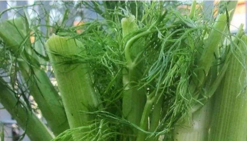 planta supranumita sedativ natural te relaxeaza si te ajuta sa adormi imediat noaptea 679e02159eadb