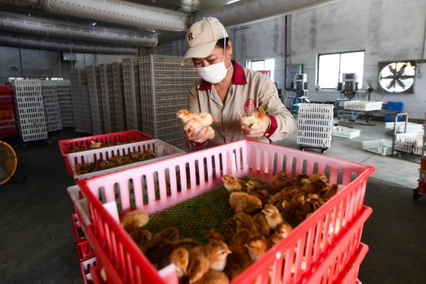 pui rezistenti la boli si cereale modificate genetic cum vrea china sa stimuleze agricultura ca sa infrunte sua 67b262b9b0bf6