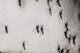 recompensa pentru prinderea tantarilor cum incearca un oras din filipine sa stopeze raspandirea febrei dengue 67b5f85443876