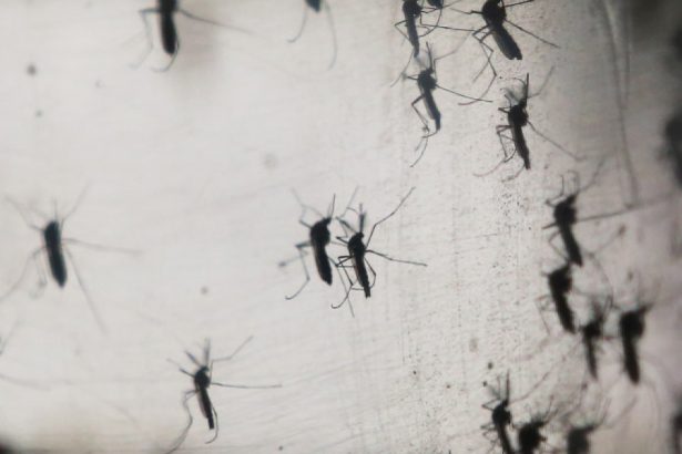recompensa pentru prinderea tantarilor cum incearca un oras din filipine sa stopeze raspandirea febrei dengue 67b5f85443876