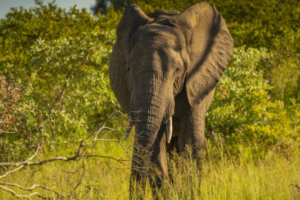 un turist german a fost ucis de un elefant in india nu a inteles avertismentele celorlalti calatori 67a39d3134ae9