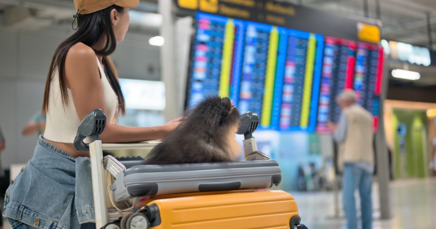 video aeroporturile din europa devin pet friendly cand ar putea aparea si in romania spatii speciale pentru animale nu am avut cereri 679e952fea97f