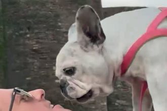 video cat costa sa ti clonezi cainele sau pisica la un laborator din spania animalul este practic acelasi se va comporta aproape la fel 67a991b93334b