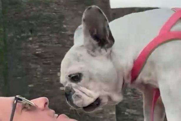 video cat costa sa ti clonezi cainele sau pisica la un laborator din spania animalul este practic acelasi se va comporta aproape la fel 67a991b93334b