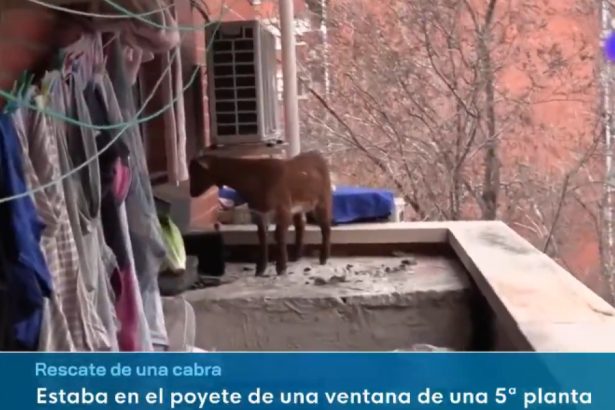 video o capra blocata la etajul cinci a fost salvata de pompieri cum a ajuns animalul acolo 67b9cad8e417e