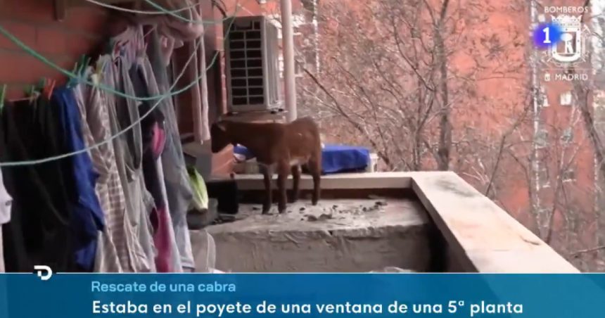 video o capra blocata la etajul cinci a fost salvata de pompieri cum a ajuns animalul acolo 67b9cad8e417e
