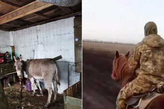 video solutii din imperiul tarist militari rusi calare pe cai si transportand munitie cu magari 67a5b000f3712