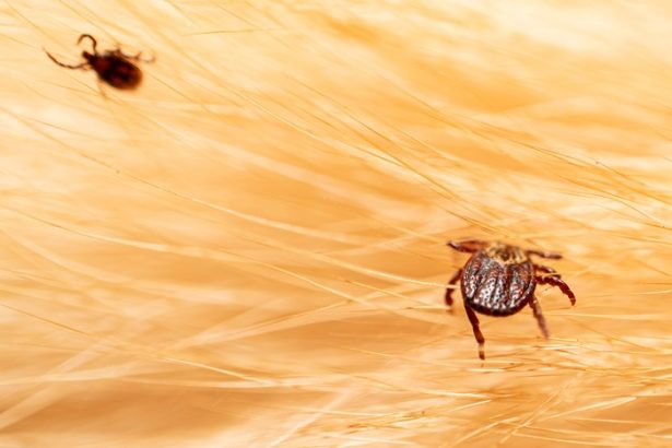 atentie la boala lyme cele mai importante semne timpurii si cum sa te protejezi 67e683561c862