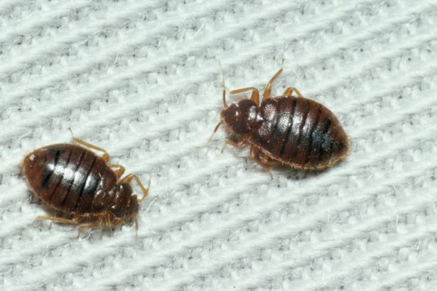 infestare cu plosnite la o sectie a institutului marius nasta din bucuresti spitalul anunta limitarea internarilor 67e2d6c722b4b