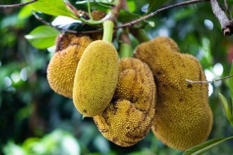 jackfruit si beneficiile sale pentru sanatatea femeilor contine si antioxidanti care combat imbatranirea prematura a pielii 67d7bdebd1164