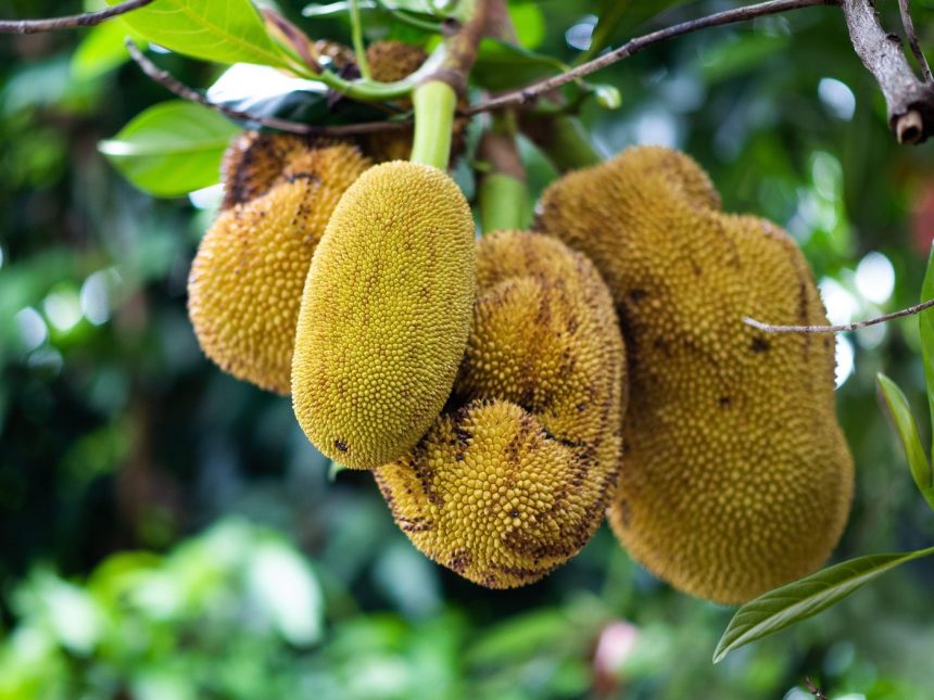 jackfruit si beneficiile sale pentru sanatatea femeilor contine si antioxidanti care combat imbatranirea prematura a pielii 67d7bdebd1164