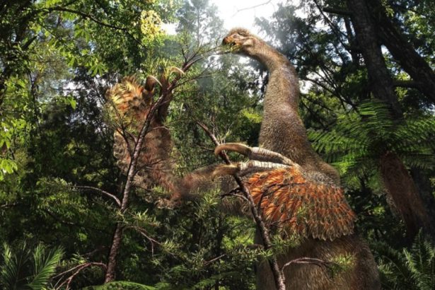 o noua specie bizara de dinozaur cu gheare uriase a fost descoperita in desertul gobi din mongolia 67ea1ca3d2164
