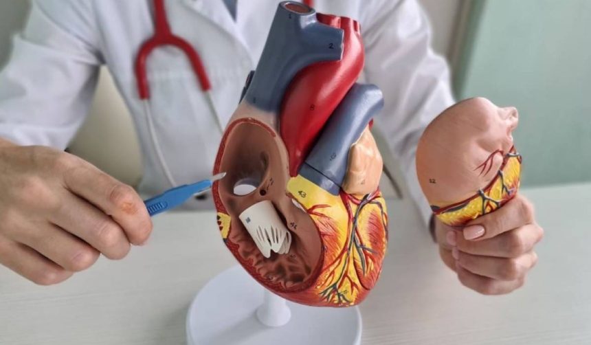 p insuficienta tricuspidiana cum afecteaza inima si sistemul circulator 67d15e843abc8