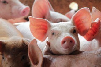 spaniolii au dat in judecata statul pentru poluarea generata de fermele de porci 67e42f13852b9