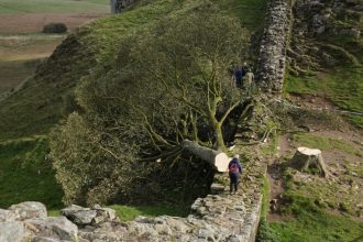 barbatii care au taiat copacul lui robin hood vechi de 200 de ani au ajuns in instanta un act de vandalism stupid 681107f186e40