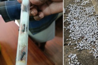 contrabandisti de furnici rare prinsi in kenya 5000 de insecte urmau sa ajunga in pietele de animale exotice din europa si asia 67fd6f240cadc
