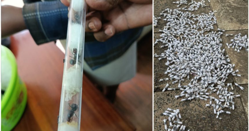 contrabandisti de furnici rare prinsi in kenya 5000 de insecte urmau sa ajunga in pietele de animale exotice din europa si asia 67fd6f240cadc