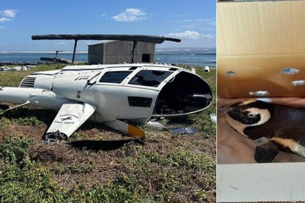 cum a provocat un pinguin prabusirea unui elicopter in africa de sud 67f820efd69d8
