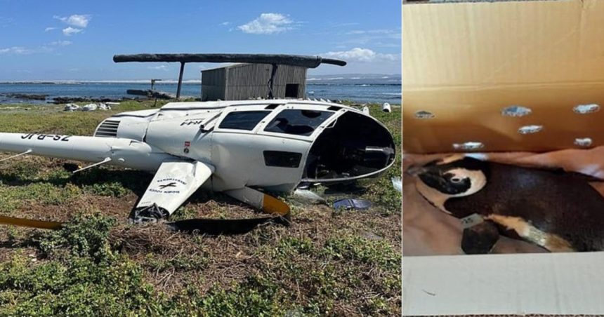 cum a provocat un pinguin prabusirea unui elicopter in africa de sud 67f820efd69d8