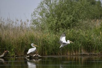 doi barbati s au ales cu dosar penal dupa ce au pescuit ilegal in delta dunarii o specie periclitata 67fa7f06e450b