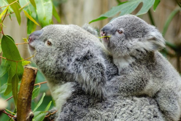 foto sute de koala sunt impuscati din elicoptere in australia multi pui sunt lasati sa sufere e dezgustator si crud care este motivul 680656712b86d