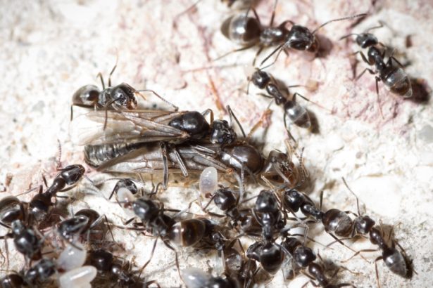 furnicile agresive care napadesc nordul germaniei micile invadatoare provoaca pene de curent si intrerup conexiunile la net 67f92d864a843