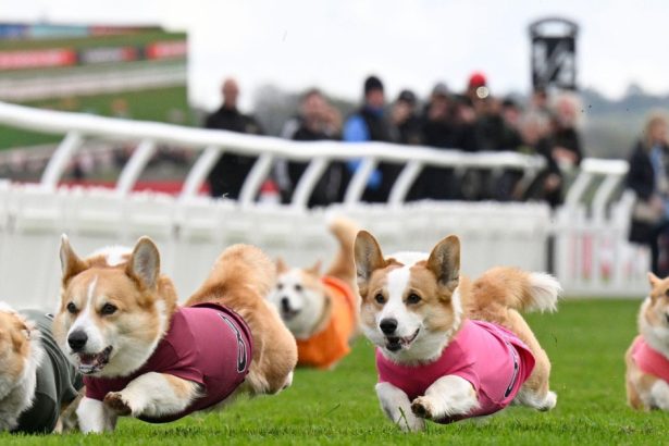 galerie foto distractie 100 britanica corgi derby cursa cainilor cu picioare scurte este un carnagiu absolut dar foarte distractiv 680541dfd5bcd