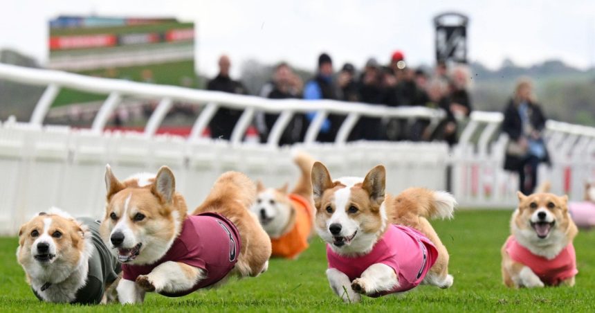 galerie foto distractie 100 britanica corgi derby cursa cainilor cu picioare scurte este un carnagiu absolut dar foarte distractiv 680541dfd5bcd