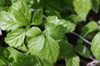 iarba nemuririi mai sanatoasa decat ceaiul verde planta care reduce colesterolul si stimuleaza metabolismul 67effd1a9360d